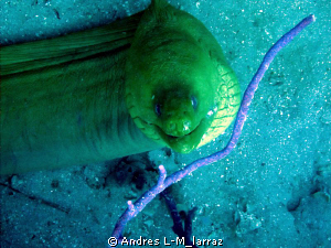 FACE TO FACE, 7' Moray by Andres L-M_larraz 
